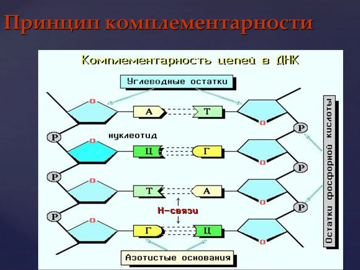 Как называется принцип расположения нуклеотидов. Комплементарные азотистые основания в ДНК. Принцип комплементарности азотистых оснований. Комплиментарные азотисные основания РНК. РНК комплементарность строение.