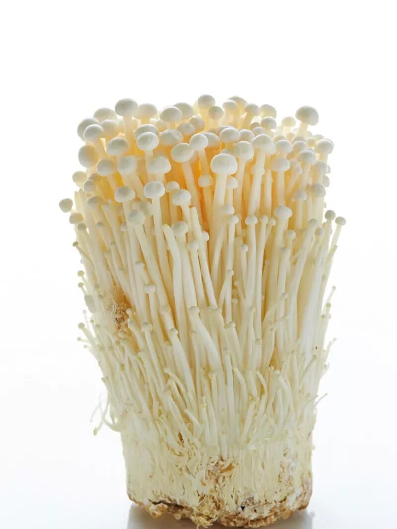 Грибы Эноки. Эноки машрумс. Грибы Эноки (энокитаке). Корейские грибы Эноки. Как выращивают грибы эноки