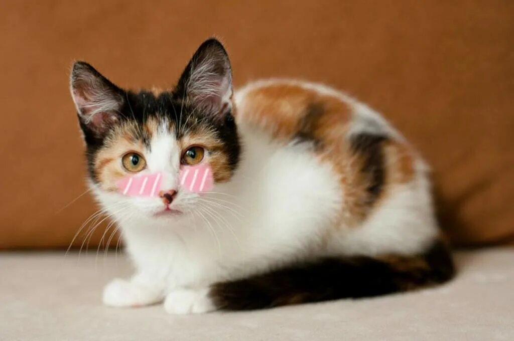 Какие котята родятся у трехцветной кошки. Сибирская кошка трехцветная короткошерстная. Европейская короткошерстная кошка трехцветная. Трехшерстные короткошёрстная. Богатка трехцветная.