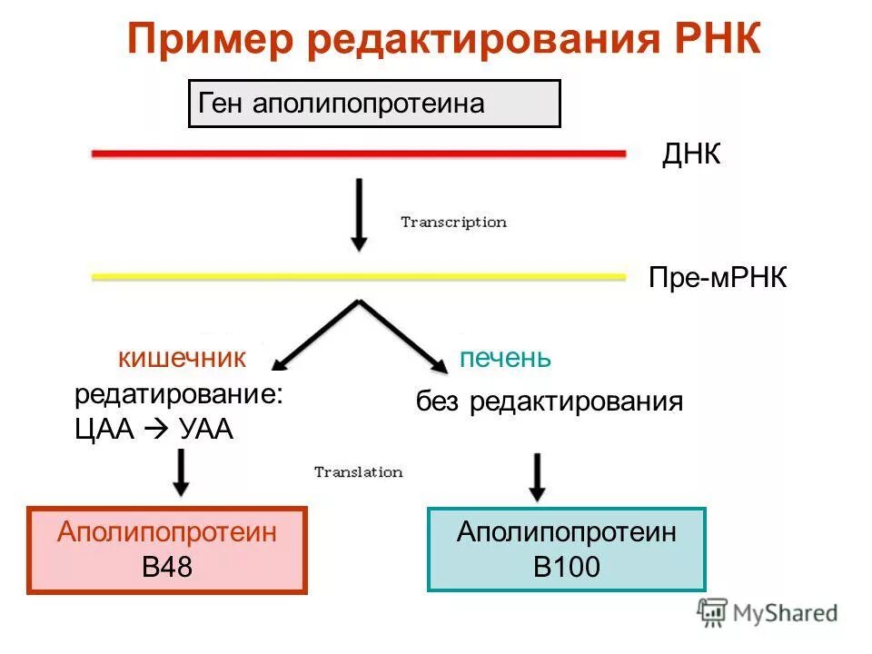 Взаимодействие гена в генотипе