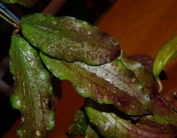 Хойя эритрина. Hoya erythrina. хойя эритрина баджо. хойя эритрина камерон. хойя erythrina bajo.