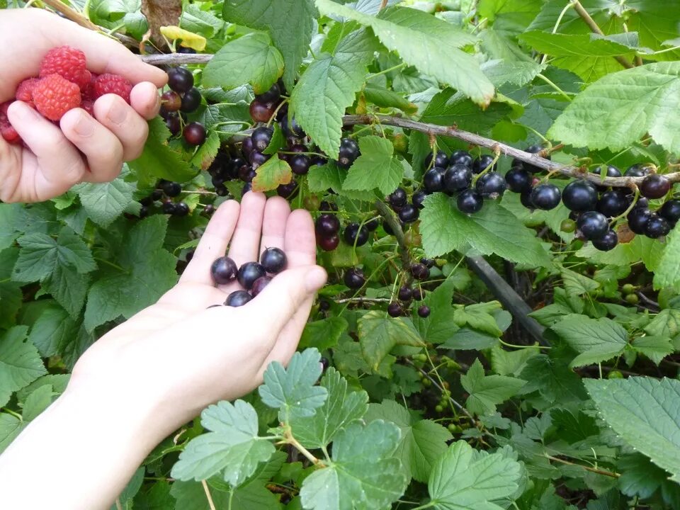 Кусты со смородиной. Малина смородина крыжовник кусты. смородина на даче. кусты малины и смородины. черная смородина на участке.