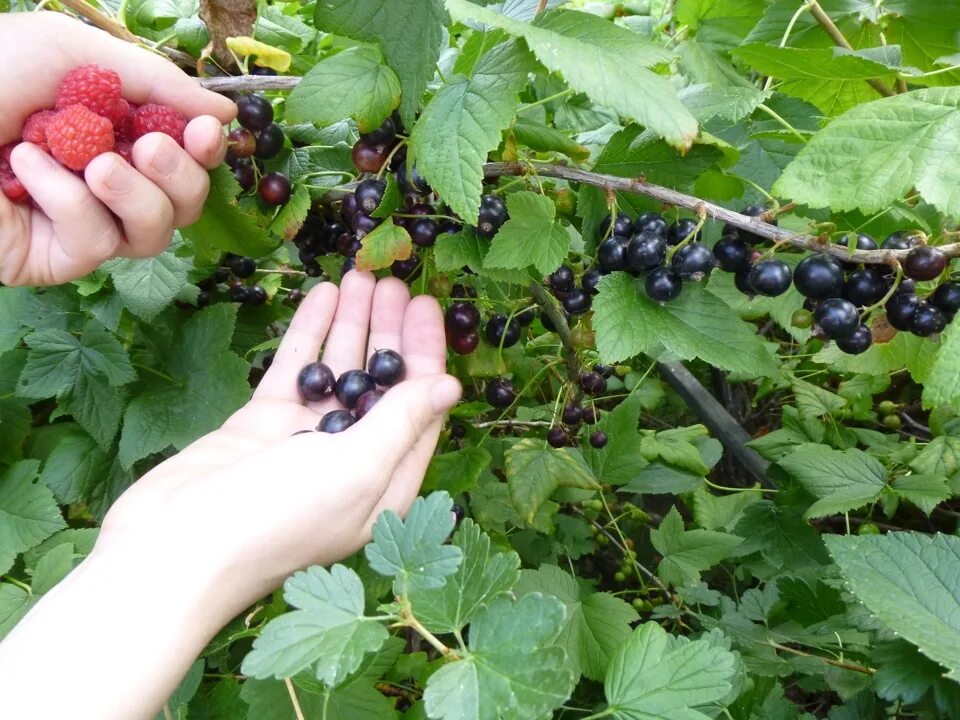 Крыжовник и смородина рядом можно сажать. Смородина черная «чаровница» куст. Смородино-крыжовниковый гибрид йошта. Охта смородина. Ягодные кустарники малина смородина крыжовник.