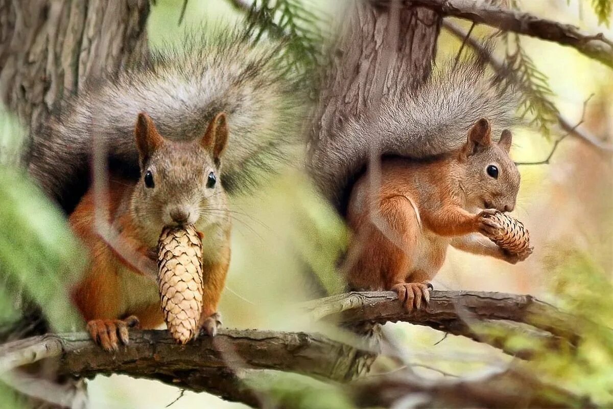 Ежик осенью. Что делают животные в лесу. Дикие животные леса. Лесные звери. Животные запасаются на зиму.