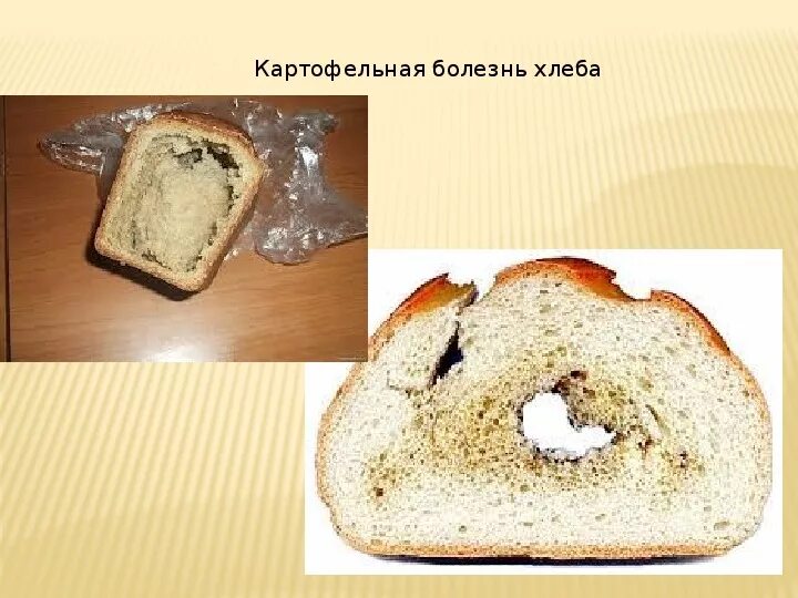 Заболевание хлеба картофельной болезнью. Болезни хлеба меловая болезнь. Картофельная болезнь хлеба возбудитель. Бактерии картофельной болезни хлеба. Картофельная болезнь хлеба признаки