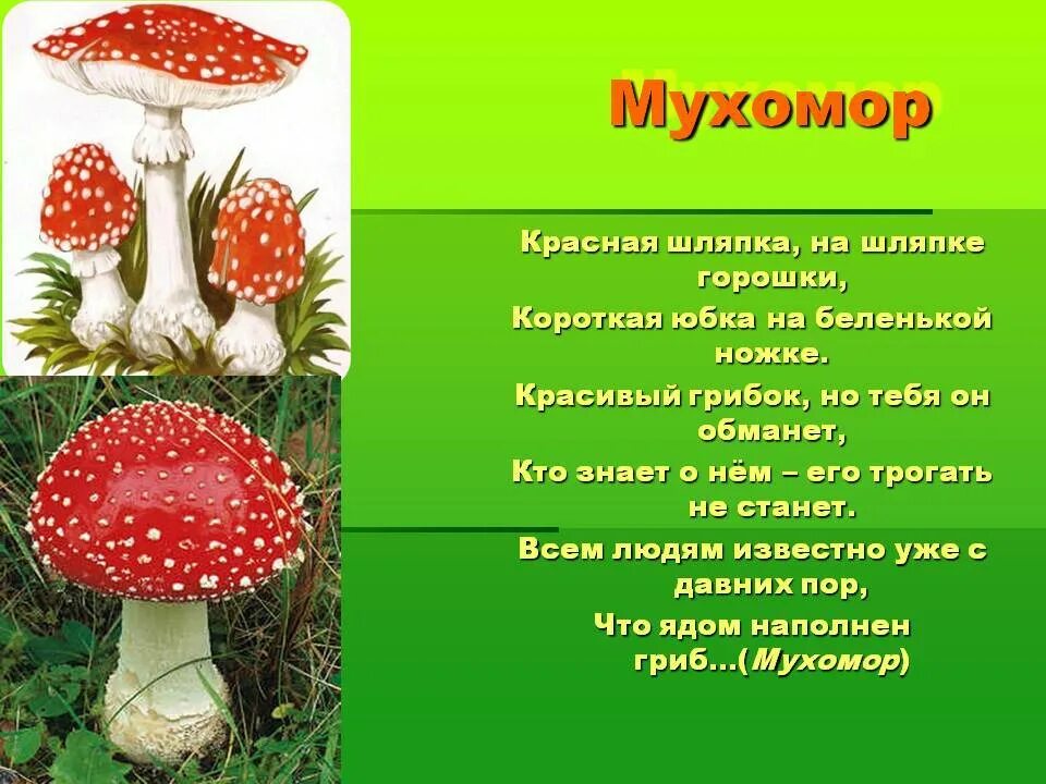 Сочинение на тему красота грибов. Доклад про гриб красный мухомор. Рассказ про гриб мухомор для 2 класса. Ядовитые грибы мухомор красный. Рассказ про мухомор для дошкольников.