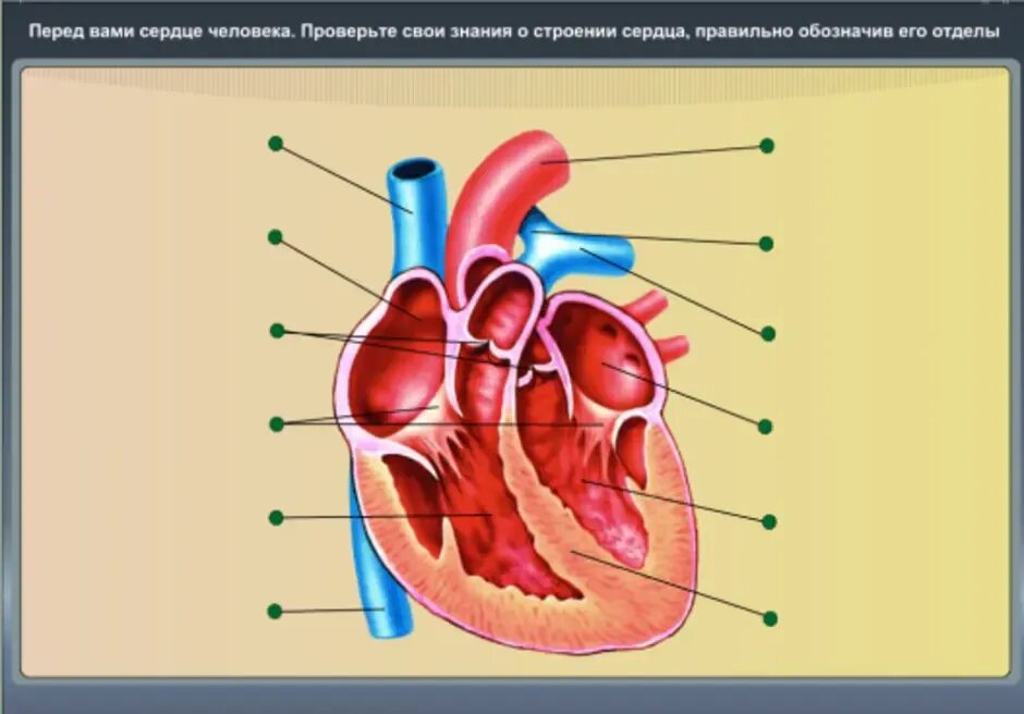 Класс строение сердца. Строение сердца человека рисунок. строение сердца человека схема 8 класс. схема строения сердца человека с подписями. схема сердца биология 8 класс.