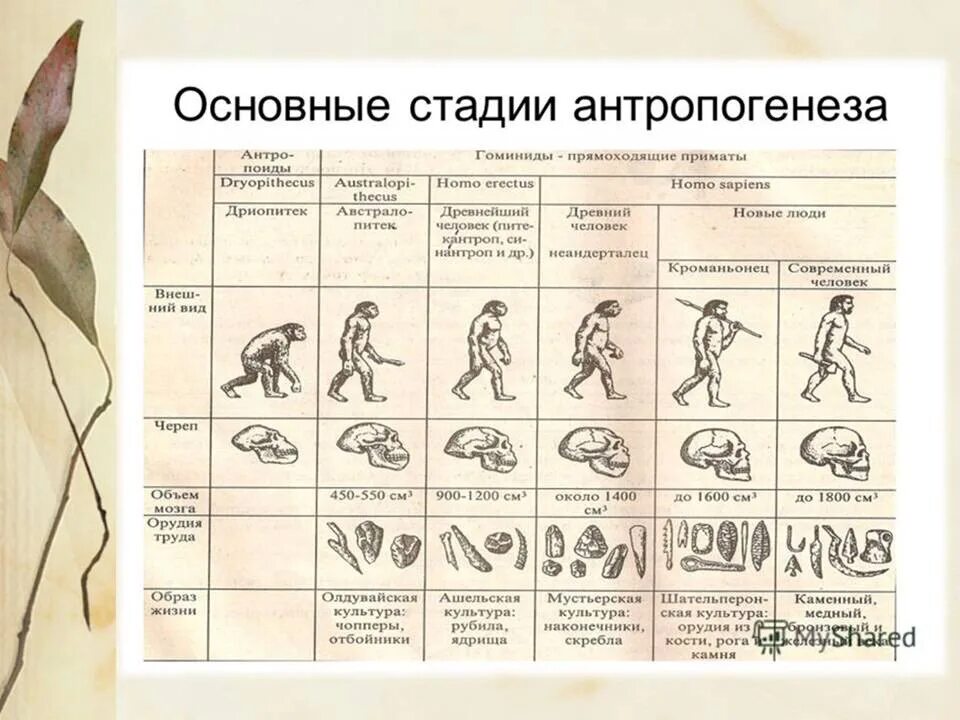 Этапы эволюции человека тест. Этапы антропогенеза таблица 11. Таблица по биологии 11 класс этапы антропогенеза. Стадии антропогенеза таблица 11 класс. Таблица основные этапы антропогенеза таблица 11 класс.