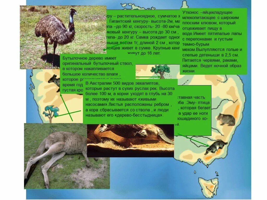 Исполинский кенгуру тип развития. Природные зоны Австралии презентация. Природные зоны Австралии 7 класс. Животные Австралии по природным зонам. В какой природной зоне обитает кенгуру.