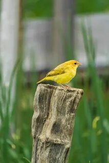 Любая мелкая желтая