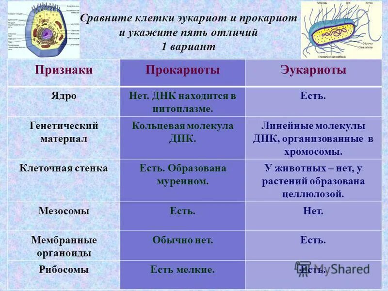 Наследственный материал растений. Сравните клетки эукариот и прокариот и укажите 5 отличий. Генетически ймаьериал в прокариот. Генетический материал прокариот. Генетический материал у эукариотической и прокариотической клетки.