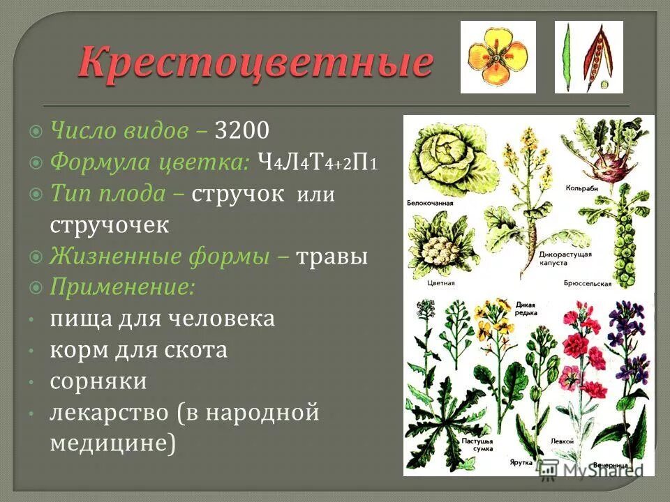 семейство ч4 л4 т4 +2 п1 формула цветка. формула крестоцветных цветков. формула цветка ч4л4т4+2п1. формула цветка ч4л4т4 2п1 семейство. формула цветка растений семейства крестоцветные.