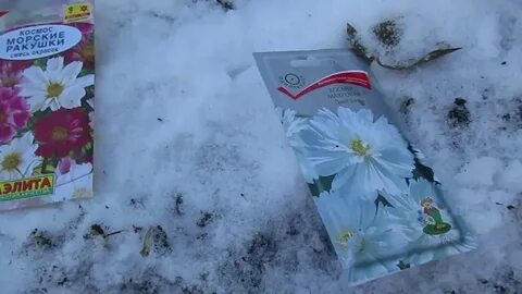 Какие растения посадить под зиму