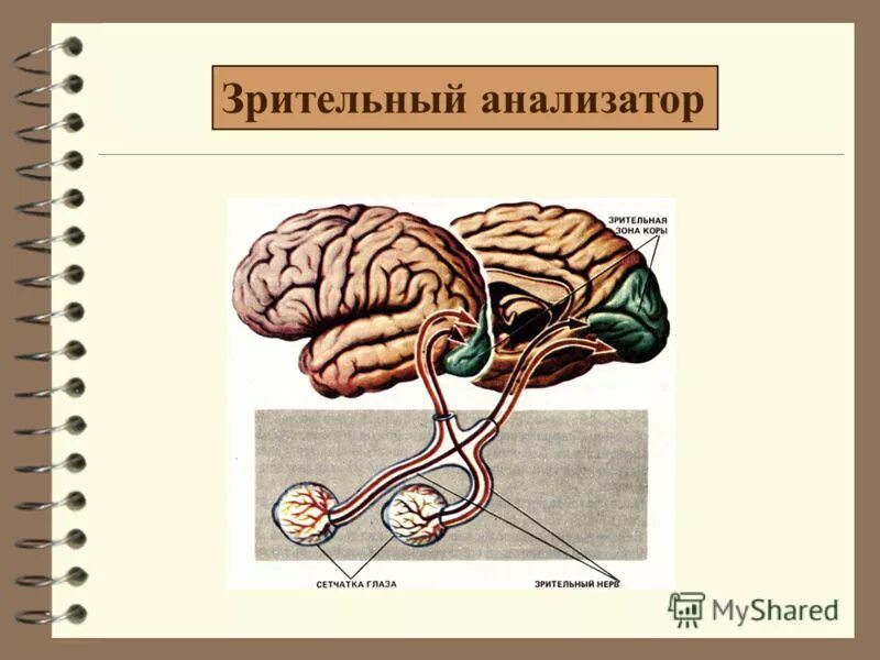 Проводниковым звеном зрительного анализатора является