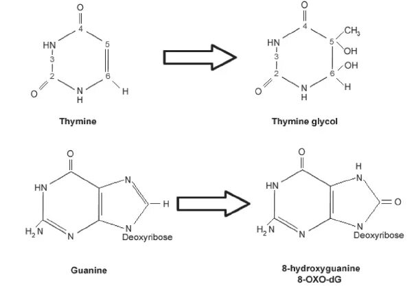 Тимин формула. Тимин. Thymine Glycol. Химические свойства Тимина.