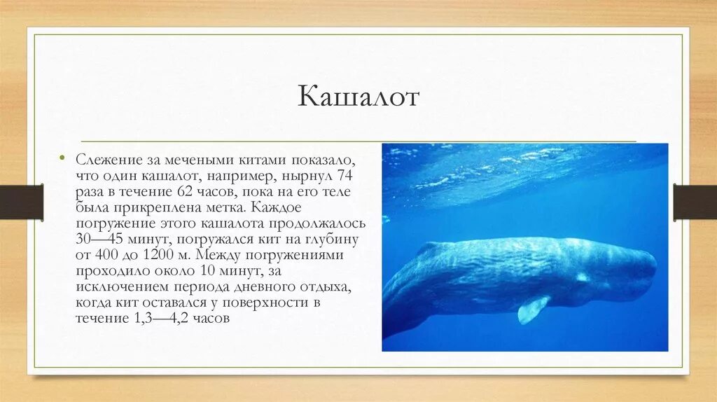 Кит относится к группе. Кашалот. Кашалот презентация. Кашалот описание. Кашалот для детей.