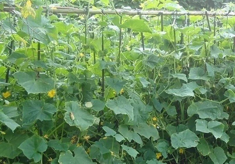Урожайность огурцов с куста. Фото пасынков на огурцах. Большой урожай огурцов. Пасынки на огурцах фото как выглядят. Урожайность огурцов с куста.