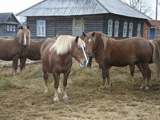 Вятский тяжеловоз лошадь. Коневодство Кировской области. Коневодство в Удмуртии. Лошади в Удмуртии. Продажа лошадей удмуртии