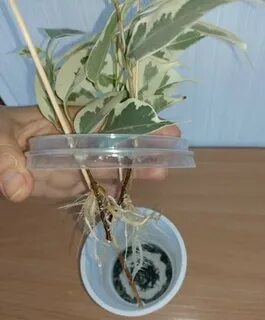 Как укоренить черенки бенджамина