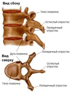 Передняя и задняя дуга позвонка
