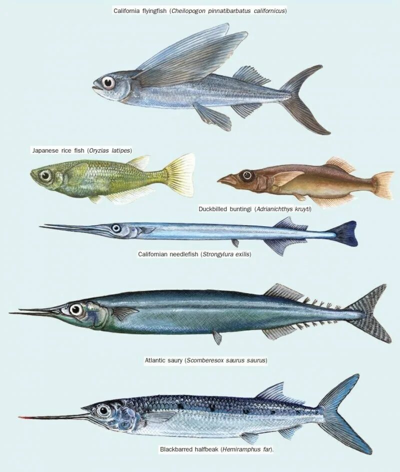 Сарганообразные (beloniformes). Узкая рыба. Длинная рыба название. Рыба узкая и длинная название.