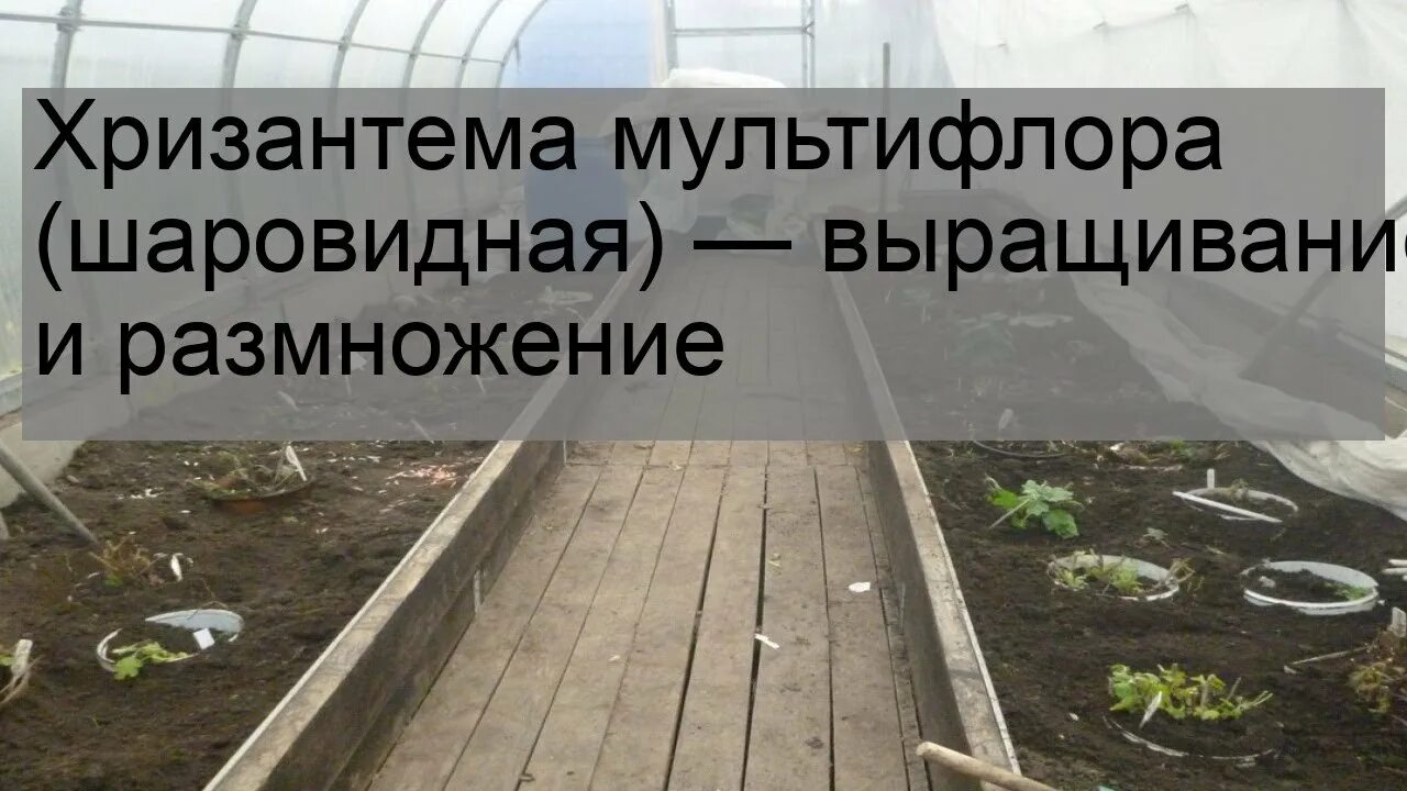 Как размножается хризантема мультифлора. Хризантема мультифлора размножение. размножение хризантемы мультифлоры. шаровидная хризантема размножение. размножение шаровидной хризантемы весной.