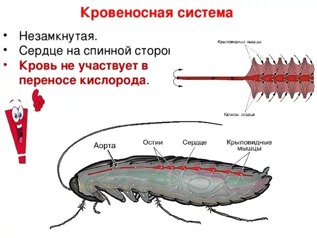Кровообращение у насекомых. Кровеносная система насекомых. Кровеносная система таракана. Строение кровеносной системы насекомых. Кровеносная у насекомых строение.