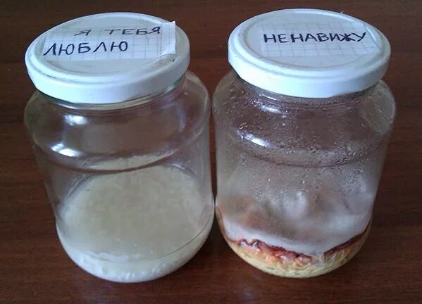 Масару эмото опыт с рисом. Опыт с рисом и водой влияние слово. Эксперимент с рисом. Опыт с рисом. Опыт с рисом.