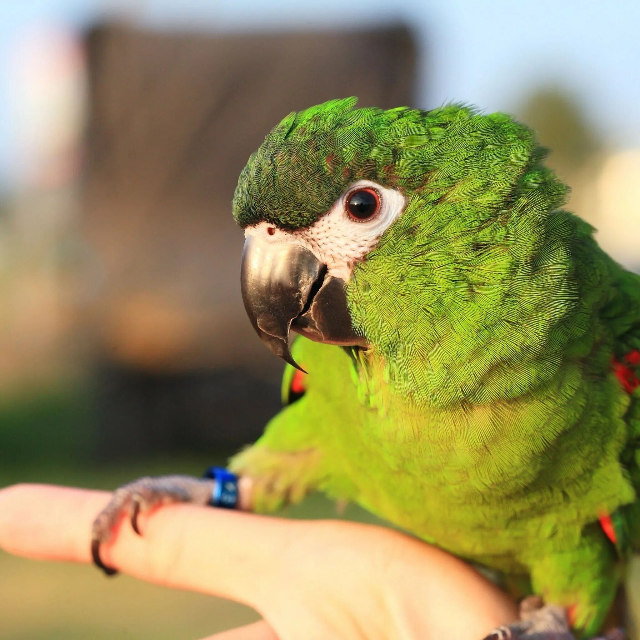 Синелобый малый ара. Hahns Macaw. Говорящий попугай. Говорящие попугаи.