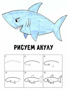 Акула схема