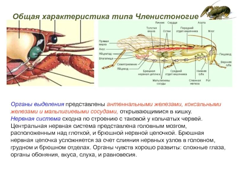 Брюшная нервная цепочка функции. Мальпигиевы сосуды у членистоногих. Коксальные железы и мальпигиевы сосуды. Мальпигиевы сосуды у паукообразных. Коксальные железы паука.