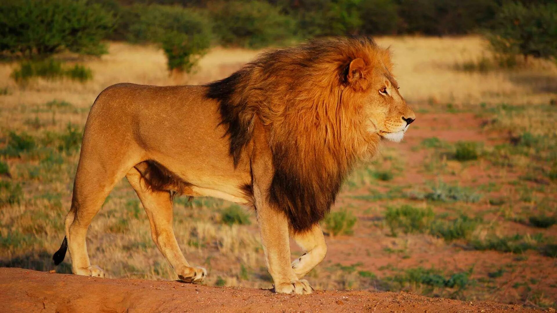Лев какое млекопитающие. Восточно-Африканский Саванна Львов. Масайский Лев. Львы в саванне. Катангский Лев.