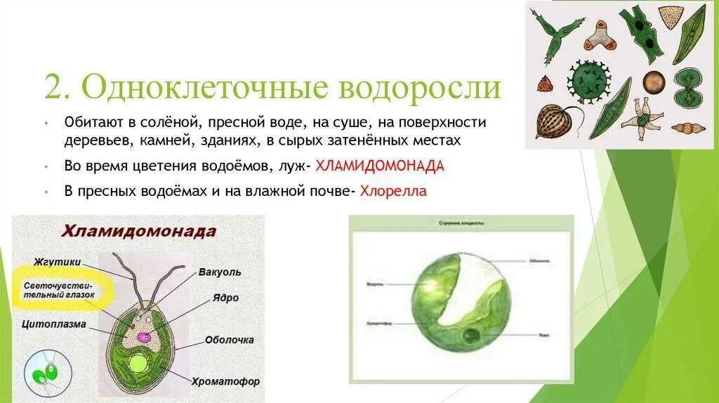 Покрытосеменные одноклеточные. Одноклеточные водоросли 5 класс биология. Одноклеточные зеленые водоросли 5 класс биология. Рисунок одноклеточной водоросли хлореллы. Особенность питания одноклеточных водорослей.