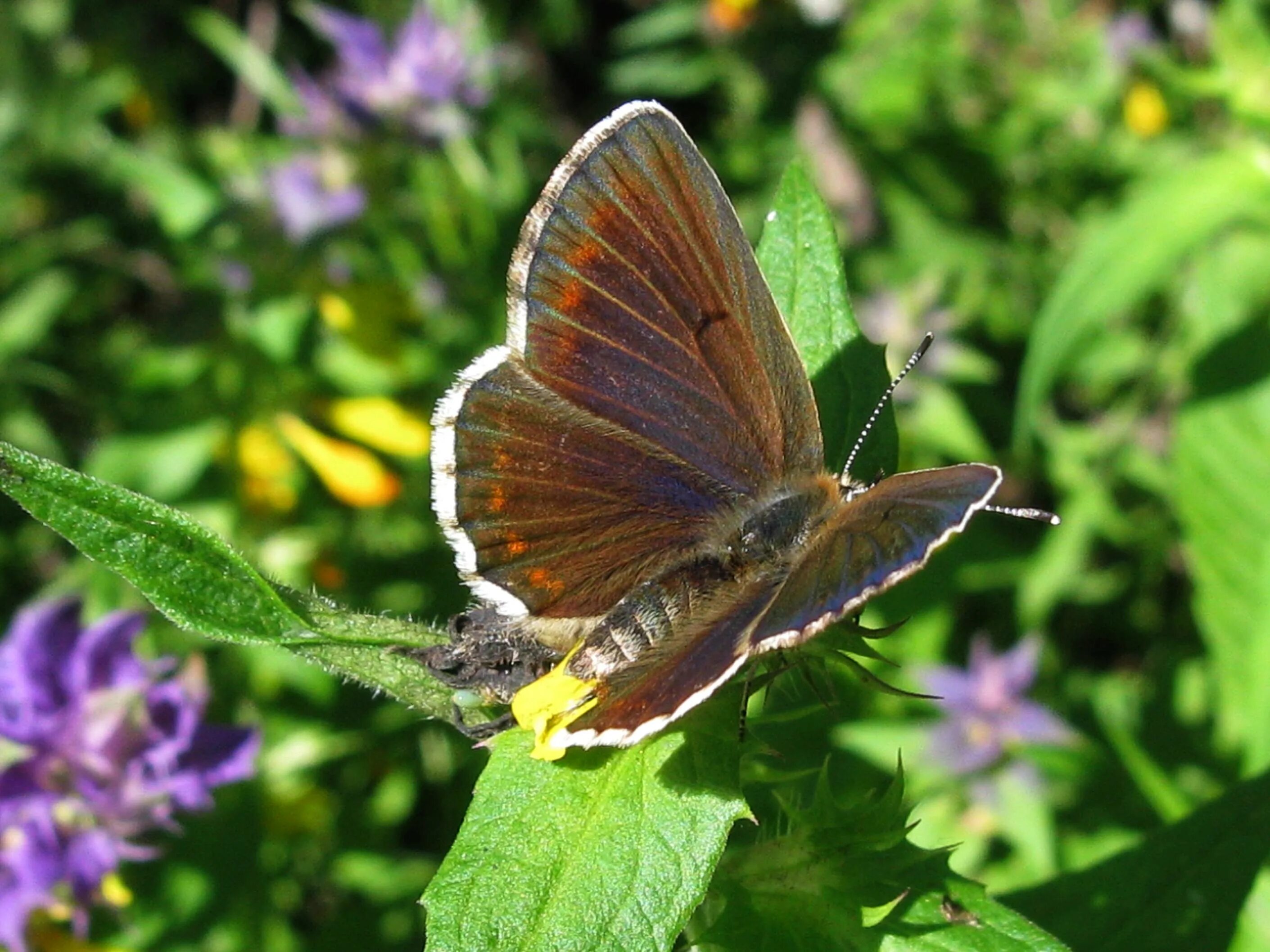 соловьев изменчивый месяц февраль. пестрокрыльница изменчивая фото. пестрокрыльница левана. пестрокрыльница изменчивая. конек изменчивый.