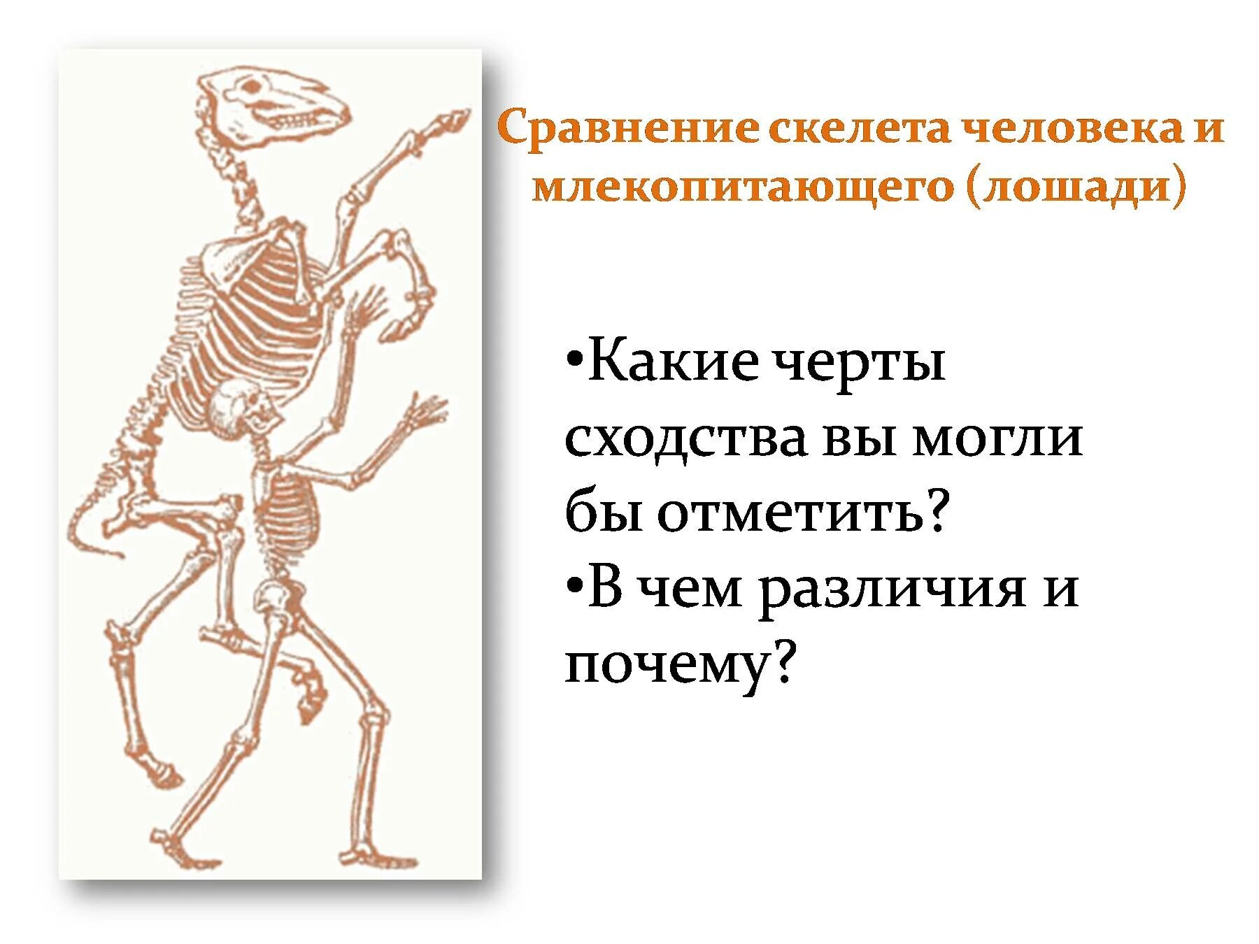 Скелет ответ. Сравнение скелета человека и млекопитающего. сходство скелета человека и скелетов млекопитающих. сравнение скелета человека и лошади. сходство в скелете лошади и человека.