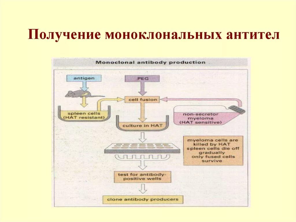 Методы получения моноклональных антител. Схема получения противоопухолевых моноклональных антител. Моноклональные антитела схема получения. Схема получения моноклональных антител иммунология. Клон антитела