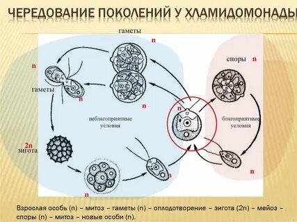 Растение на котором образуются гаметы называется