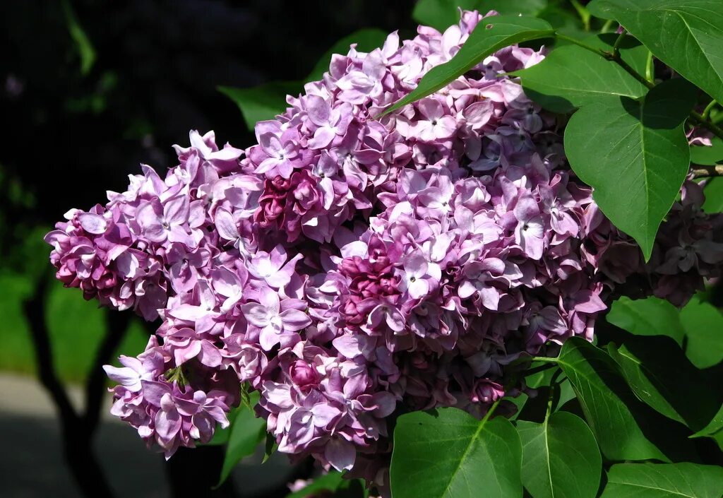 Сирень syringa. Сирень Syringa vulgaris. Сирень обыкновенная (Syringa vulgaris). President Poincare сирень.