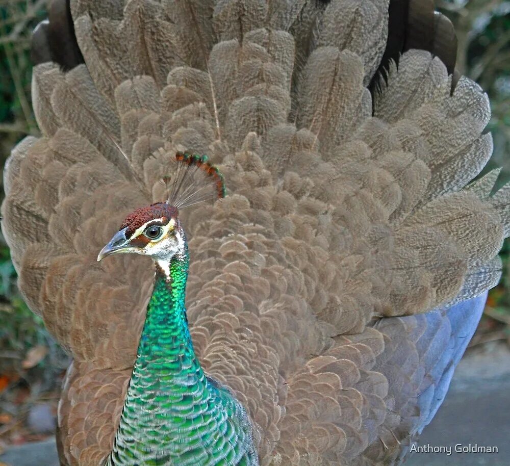 Павлин и павлиниха. Индийский павлин самка. Павлин женского рода. Зелёный павлин / pavo muticus. Павлиниха самка.