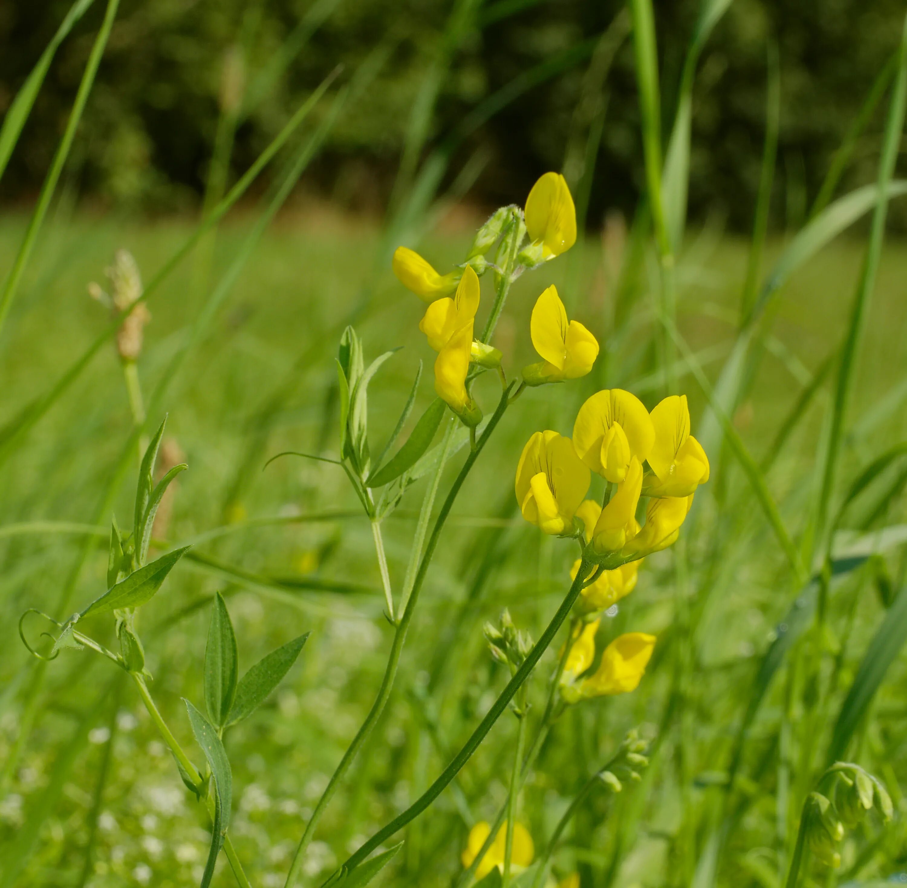 Растения чина луговая. Чина луговая (lathyrus pratensis). láthyrus pratensis - чина луговая. чина луговая (lathyrus pratensis) фенофаза. цветок чины луговой.