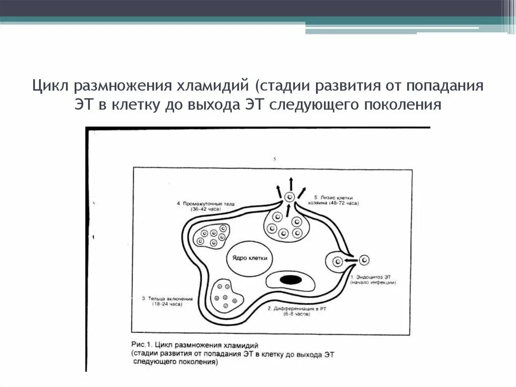 Жизненный цикл хламидий. Стадии жизненного цикла хламидии. Жизненный цикл хламидии микробиология. Стадии цикла развития хламидий. Этапы жизненного цикла хламидий.