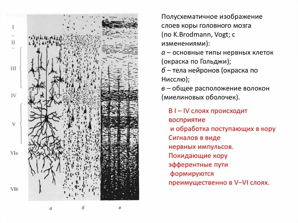 Строение коры головного мозга слои нервных клеток. Полусхематичное изображение слоев коры головного мозга:. Схема слоев коры головного мозга гистология. Клетки различных слоев коры головного мозга схема.