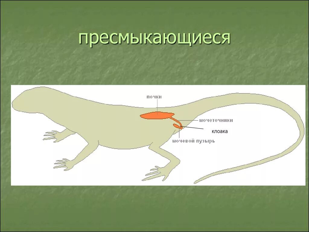 Почки ящерицы. Выделительная система рептилий схема. Вылелительнасистема пресмыкающихся и земноводных. Выделение у рептилий.