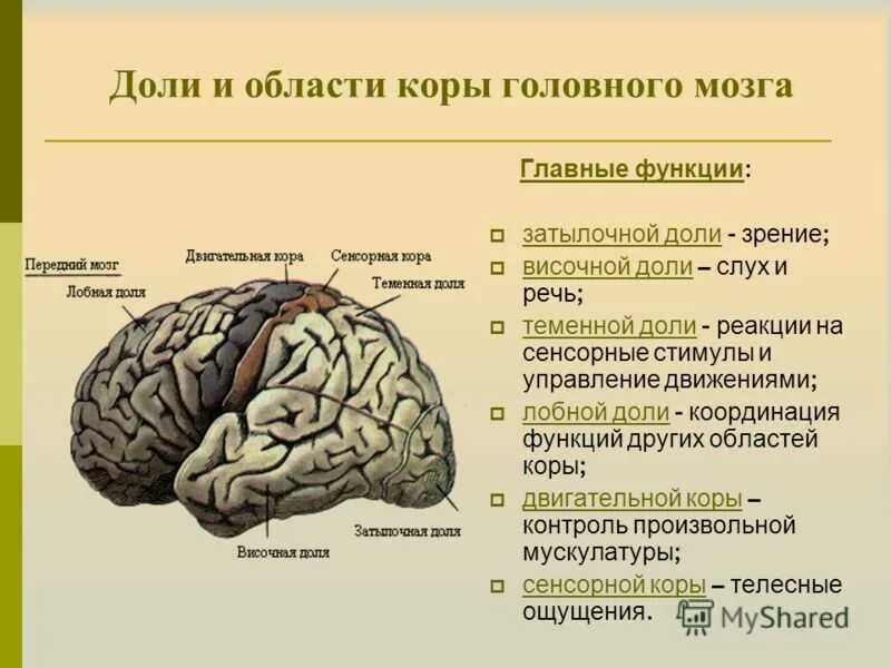 Функции долей коры головного мозга таблица. Функции лобной доли больших полушарий. Функции лобной доли головного мозга человека