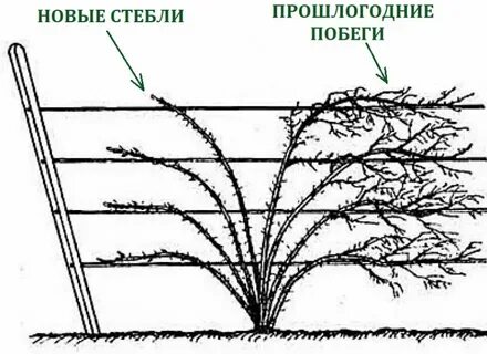 Какой длины оставлять ежевику