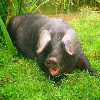 Black pig