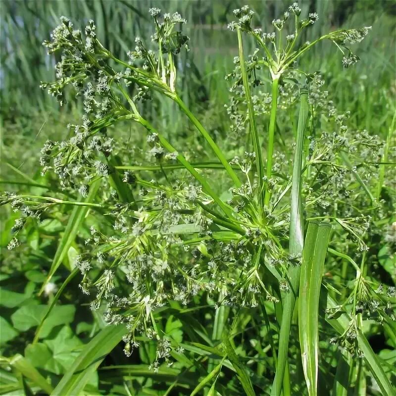 Scirpus sylvaticus - Image of an specimen - Plantarium