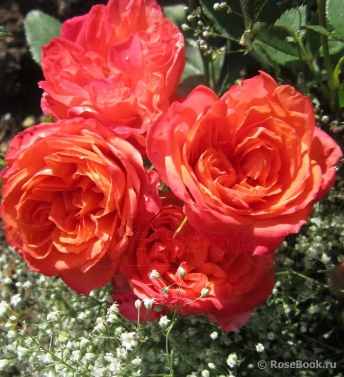 розы шедевры. дрим уивер dream weaver роза. шлос остин роза энциклопедия роз. роза зе веджвуд. роза ладюре шраб.