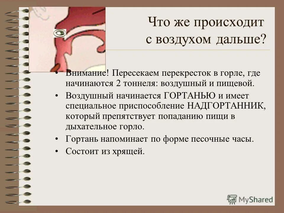 Попаданию пищи в гортань препятствует. Голосообразование дыхательной системы. Дыхательные пути в гортани. Надгортанник попаданию пищи в гортань препятствует:. Строение гортани надгортанник.