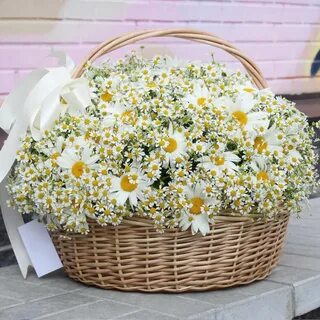 С днем рождения цветы ромашки